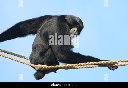 Female Siamang gibbon (Symphalangus syndactylus, Hylobates Syndactilus) at a Dutch zoo. Stock Photo