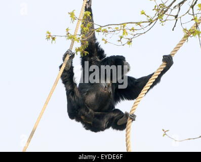 Fermale Southeast Asian Siamang gibbon (Symphalangus syndactylus, Hylobates S.) swinging on the ropes at a Dutch Zoo Stock Photo