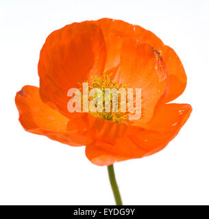 Klatschmohn; Papaver, rhoeas; Ackerpflanzen; Stock Photo