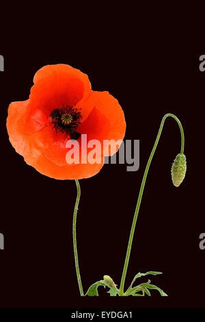 Klatschmohn; Papaver, rhoeas; Stock Photo