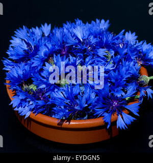 Kornblume; Centaurea; cyanus; Ackerpflanzen; Kornblumen,
