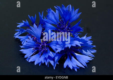 Kornblume; Centaurea; cyanus; Ackerpflanzen; Kornblumen,