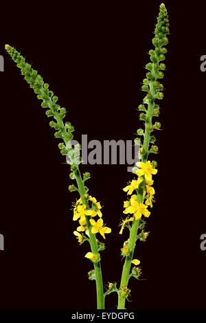 Odermenning; Agrimonia, Eupatoria; Agrimony; Stock Photo