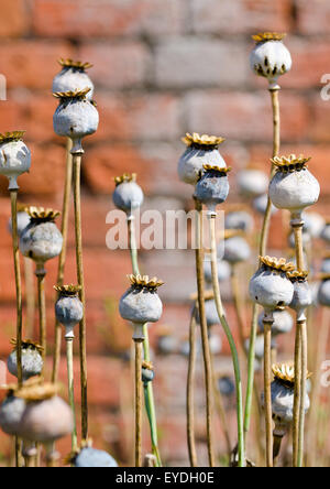 Poppy Seed Heads against brick wall Stock Photo