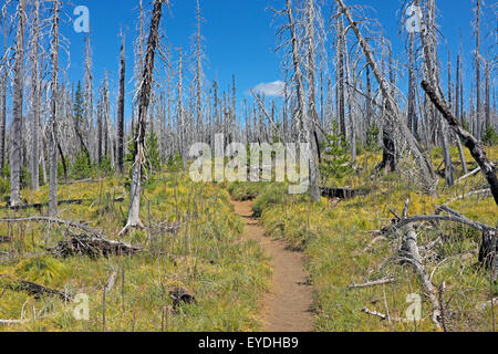 The Pacific Coast Trail near Santiam Pass, in the Oregon Cascades. Stock Photo