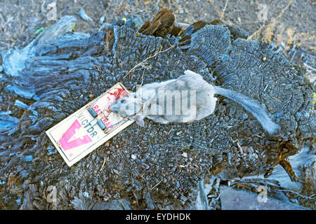 A dead packrat or bushy tailed woodrat caught in a rat trap. Stock Photo
