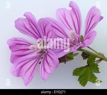 Wilde Malve, Malva sylvestris, Stock Photo