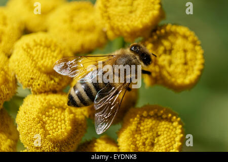 A western honeybee or European honey bee gathering pollen on Common tansy (Tanacetum vulgare) flowers, Vancouver, BC, Canada Stock Photo