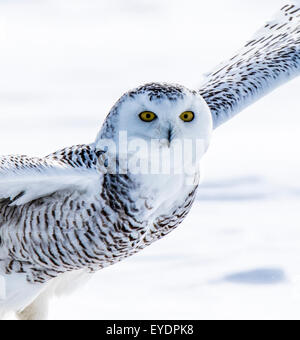 Snowy owl hunting over a winter field Stock Photo