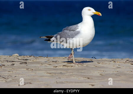 A herring gull (Larus argentatus) walking along a beach on a sunny summer day Stock Photo