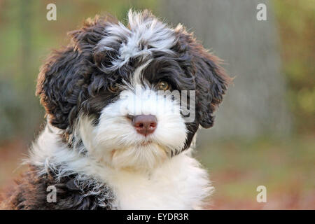A young brown and white Portuguese water dog puppy with Irish marking staring at the camera with big brown eyes