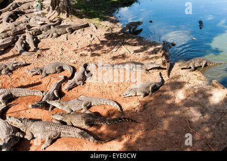 Sleeping crocodiles. Cuban alligator (crocodylus rhombifer) Stock Photo