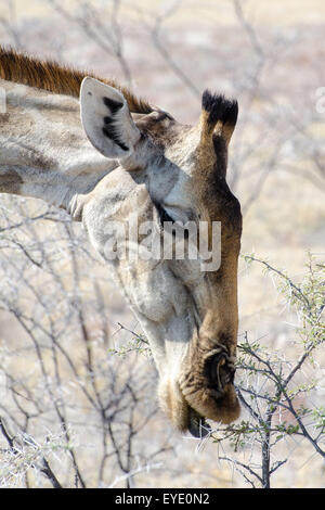Giraffe (Giraffa camelopardalis) eating thornbush, Etosha national Park, Namibia Stock Photo