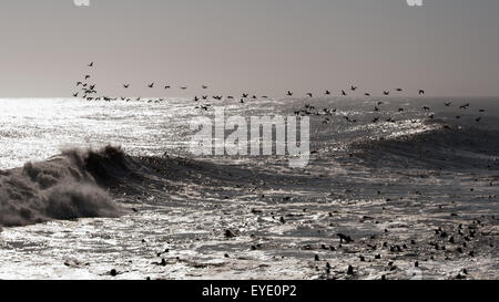 Cormorants flying over seals in huge waves from Atlantic Ocean, Cape Cross, Namibia Stock Photo