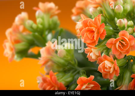 flowers of Kalanchoe. on a orange background. Stock Photo