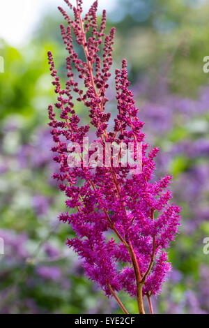 Flower spike of the moisture loving perennial, Astilbe chinensis var. taquetii 'Purpurlanze' Stock Photo