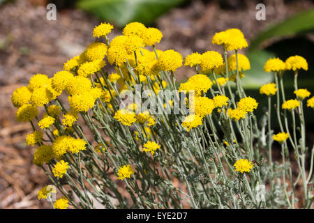 July flowers of the silver leaved, compact, bushy evergreen, Santolina chamaecyparissus 'Pretty Carol' Stock Photo