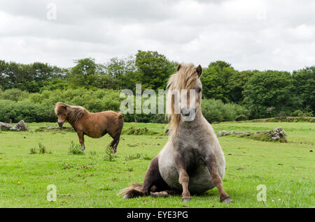 A pregnant miniature horse sitting in a field Stock Photo