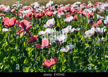 Field with flowering Opium Poppy (Papaver somniferum), Lower Austria, Austria Stock Photo