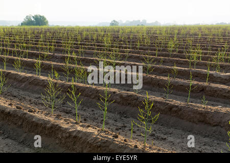 Asparagus (Asparagus officinalis), asparagus field, Prichsenstadt, Lower Franconia, Franconia, Bavaria, Germany Stock Photo