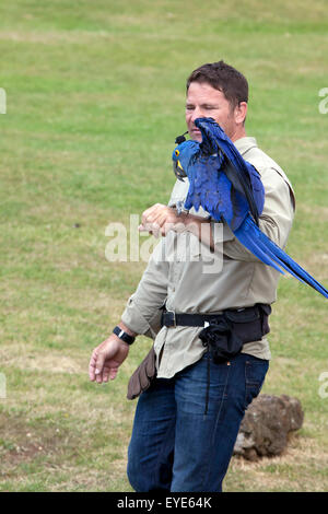 Hertfordshire, England, Circa July 2015, Steve Backshall, Naturalist and wildlife presenter at a live wildlife show with Hyacint Stock Photo