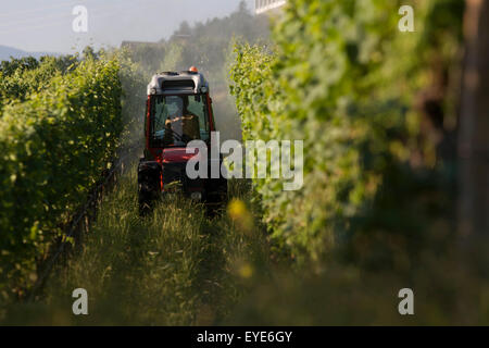 Early morning spraying of apple crops on land south-west of Bolzano, northern Italy. Every tenth apple in Europe is grown in south Tyrol, making the region Europe's largest apple producer. The area produces 900,000 tons of apples per year on a fruit-growing area of 18,400 hectares. Stock Photo