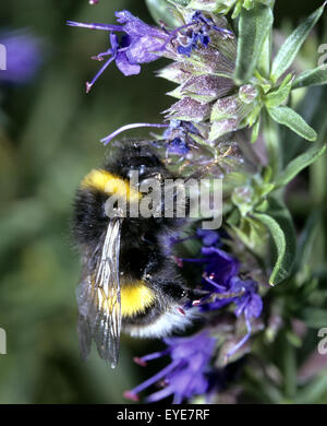Helle Erdhummel(Bombus lucorum Stock Photo - Alamy