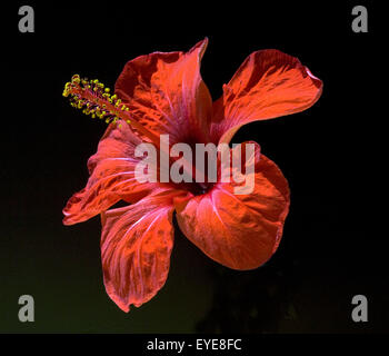 Hibiskus; Hibiscus rosa-sinensis; Roseneibisch; Hibiskusbluete; Stock Photo