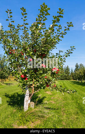 Honeycrisp Apple Tree  Cloud Mountain Farm Center & Nursery