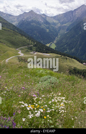 Wild flowers growing on the roadside near the top of the Jaufenpass, the highest point at 2,094 metres on the road between Meran Stock Photo