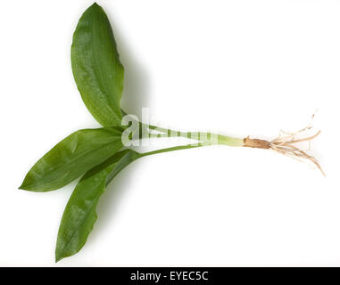 Baerlauch; Allium; ursinum; Stock Photo