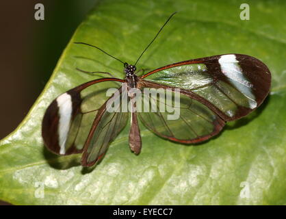 Glasswinged butterfly or Clearwing (Greta oto)  posing on a leaf, dorsal view Stock Photo
