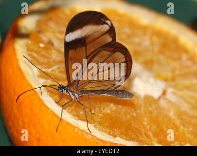 Glasswinged butterfly or Clearwing (Greta oto) feeding on an orange. Native from Mexico through to Colombia Stock Photo