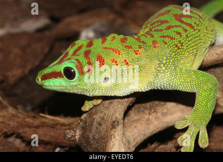 Green Madagascar Day Gecko (Phelsuma madagascariensis) closeup of upper body and head Stock Photo
