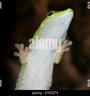 Green Madagascar Day Gecko (Phelsuma madagascariensis) clinging to a glass window with his sticky toe pads Stock Photo