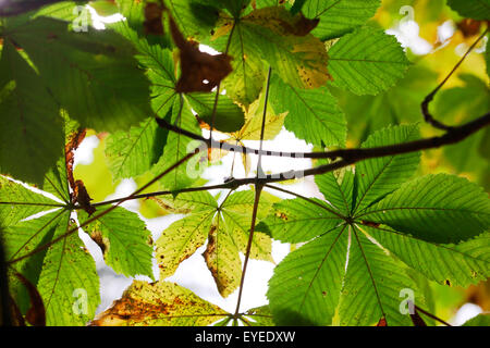 quintessentially autumn the bold horse chestnut tree - nature's seasonal cycle © Jane Ann Butler Photography JABP1290 Stock Photo