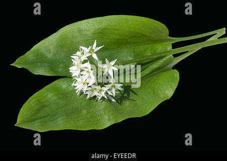 Baerlauch; Allium; ursinum; Zwiebelpflanze; Stock Photo