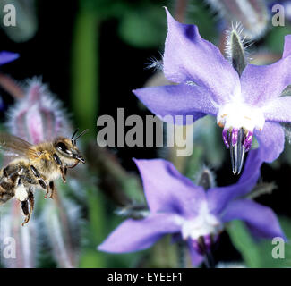 Borretsch, Borretschbluete, Borago officinalis, Kuechenkraeuter, Kuechenkraut, Kuechengewuerz, Gewuerz, Gewuerzkraut, Heilpflanz Stock Photo