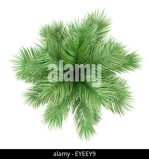 top view of potted palm tree isolated on white background Stock Photo