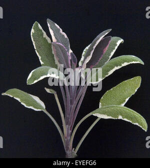 Dreifarbiger Salbei, Salbei, Salvia officinalis, Tricolor, Heilpflanzen, Stock Photo