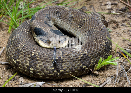 An Eastern Hognose Snake Stock Photo by ©Ondreicka1010 149617402