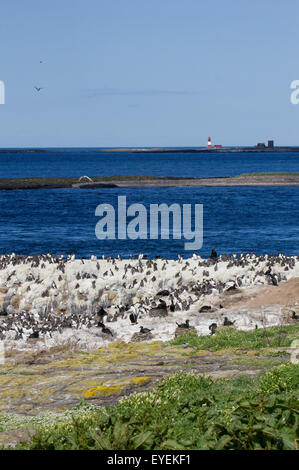 Nesting shags and a colony of common guillemots on Inner Farne with Longstone Lighthouse in the background Stock Photo