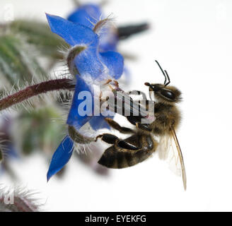Biene; Anflug; Borretschbluete; Borretsch; Borago Stock Photo