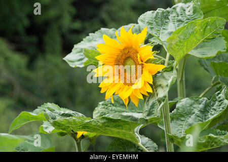 Helianthus annuus. Sunflower ’Giant Single’ Stock Photo