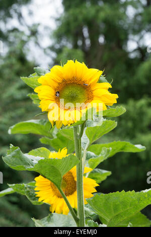 Helianthus annuus. Sunflower ’Giant Single’ Stock Photo