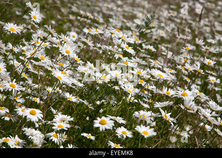 Wild Ox-eye daisies Stock Photo