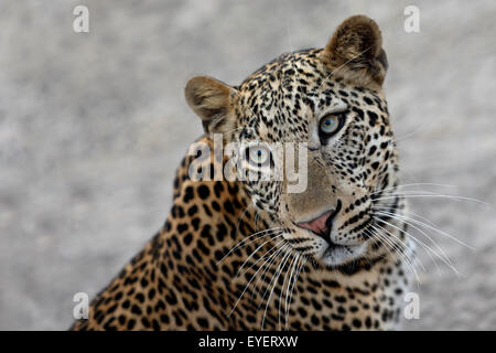 A young male leopard close to a Safari vehicle - portrait, looking up. Stock Photo