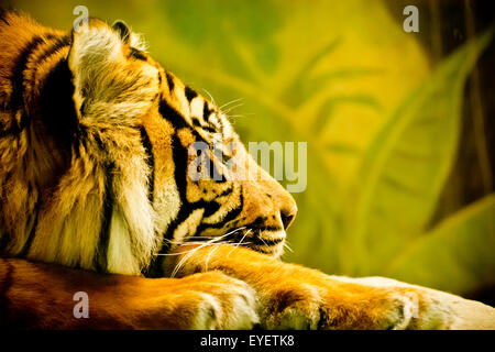 Sumatran tiger portrait Stock Photo