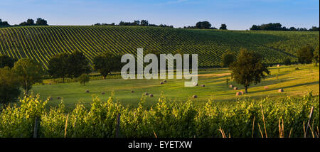 Vineyard Sunrise - Bordeaux Vineyard Stock Photo