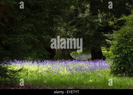 Bluebell carpet (hyacinthoides non-scripta) in woodland, Gloucestershire Stock Photo